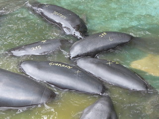 Water change in the Amazonian manatee (Trichechus inunguis)  basin of the INPA care station in...