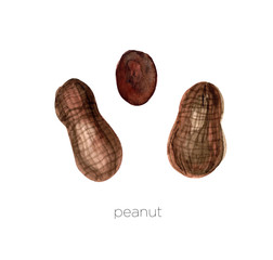 Set of watercolor peanut hand painted isolated on a white background.Nuts ideal for packaging, cosmetics, logo, advertising.