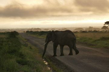 Naklejka na ściany i meble Elefphants at Kilimajaro on a Safari
