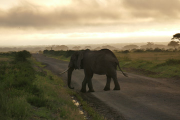 Naklejka na ściany i meble Elefphants at Kilimajaro on a Safari