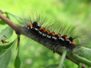 caterpillar insect