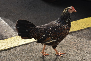 Chicken, ready to cross the road
