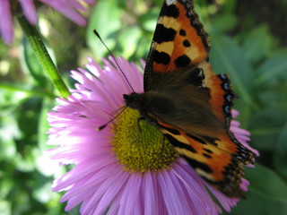 Butterfly hives.  Aglais urticae