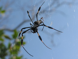 banana spiders. Nephila maculata. 