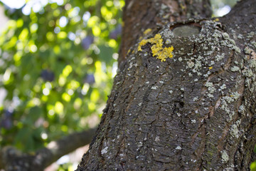 Tree bark background close up