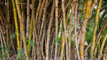 Bamboo tree wide