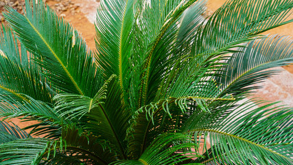 Coconut shrubs in park