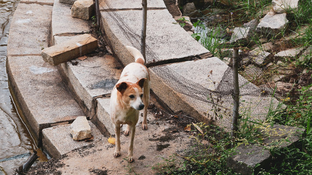 Dog near lake