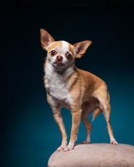 Obraz premium cute dog portrait 