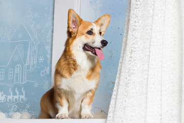 welsh corgi dog on the windowsill