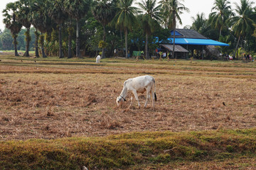 Fototapeta premium Skinny white Cambodian cow. Countryside landscape in Kampot Province in southern Cambodia, Asia. A group of cows locals village. Agriculture and farming. Animals.
