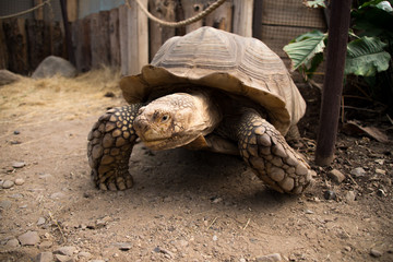 tortoise on the road