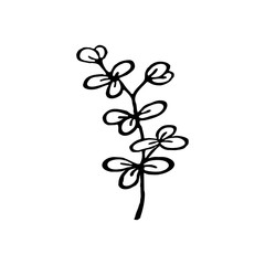 eukaliptus leaves clip art © Oksana
