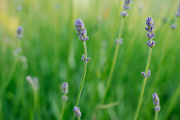 Lavender flowers in the field. Selective focus