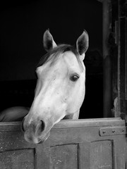 a white horse in a stable posing for the camera