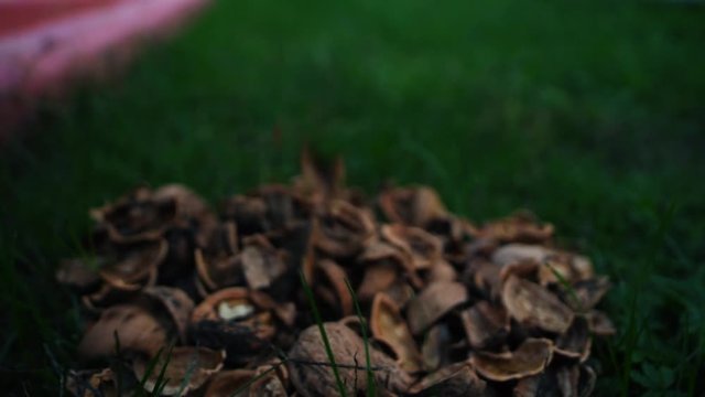 Close Up of Male Hands Picking Up Empty Walnut Shells