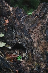 Fototapeta na wymiar new life in dead stump