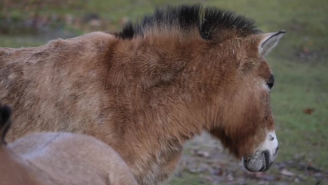 Close up of Przewalski's horse head turning into the camera on sunny day in autumn.