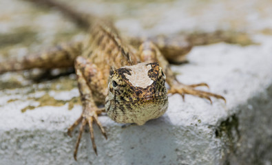 Lizard