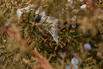 Juniper berries in winter