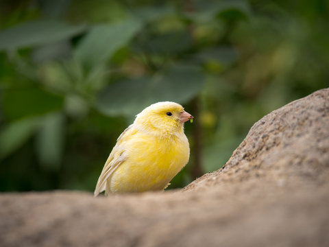 A yellow Atlantic canary (Serinus canaria) sits on a rock