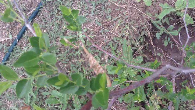 Big Beige praying mantis Empusa pennata on a bush of jujube date fruit 6