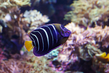 Goldtail angelfish (Pomacanthus chrysurus) close-up. Exotic sea fish.