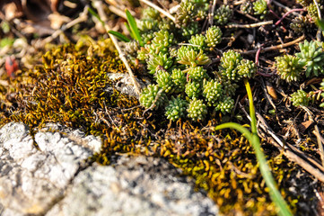 Mountain karst plants in spring