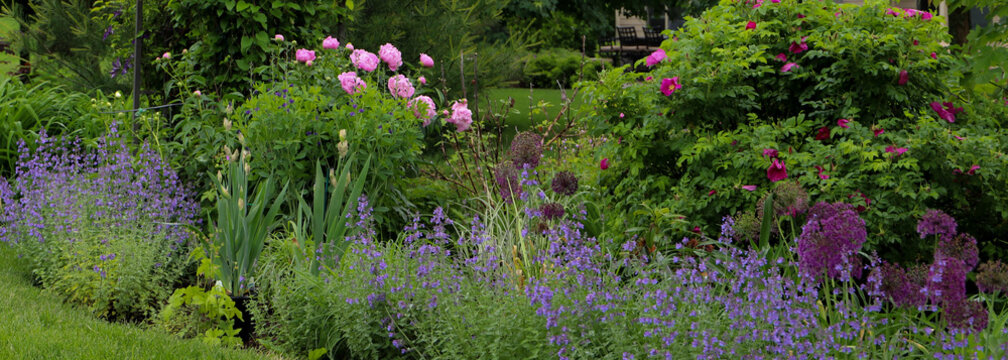 Horizontal banner of Giant pink peonies dominate this impressionistic landscape that is dotted with blue catmint and irises