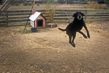 Jumping dog 2