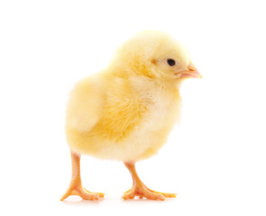 Small yellow chicken.