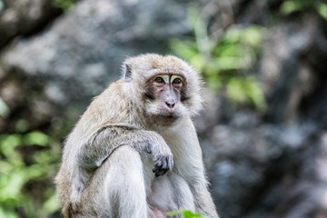 Thinking moneky