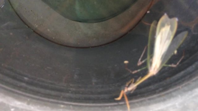 Mantis Mantodea Empusa pennata with Two crests swims in a bucket of water