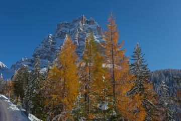 Larches after a snowfall in front of Mount Pelmo, Dolomites, Veneto, Italy. Concept: famous winter natural landscape, Unesco world heritage