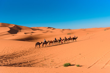 Fototapeta na wymiar Caravan walking in Merzouga Sahara desert on Morocco