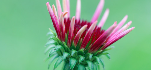 Baja burgundy coneflower, horizontal banner, with green background