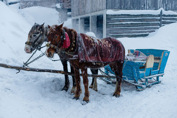couple of horses in harness on the road in the woods in the snow
