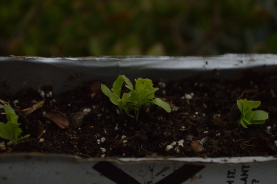 germinado de lechuga en un envase reciclado