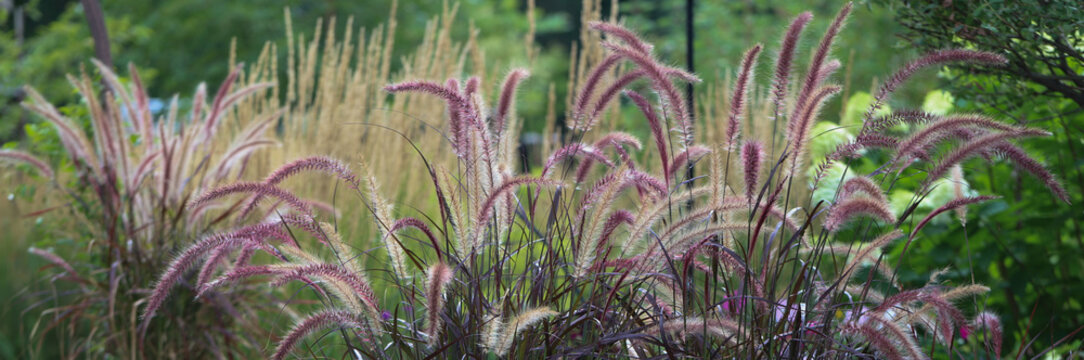 Purple fountain grass horizontal banner beckoning one into a mesmerizing gardenscape 