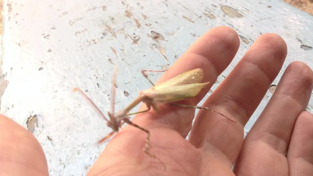 Green Mantis Mantodea Empusa pennata with Two crests creeps on hand