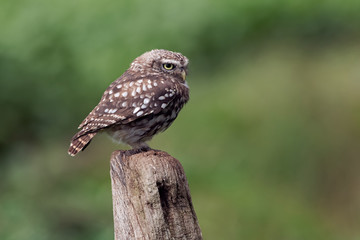 Little Owl (Athene Noctua) perched on an old wooden stump in farmland