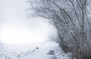 Meadow at winter morning, path and frozen trees with mist, copyspace background