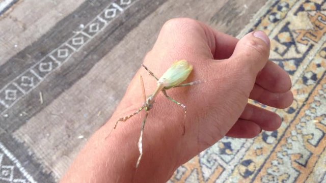 Green Mantis Mantodea Empusa pennata with Two crests creeps on hand 3