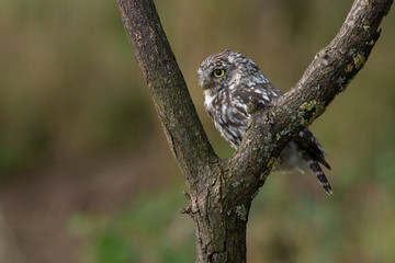 Little Owl (Athene Noctua) perched in a small tree in farmland