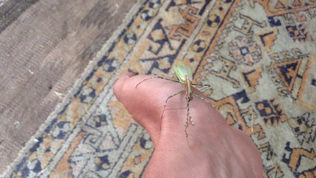 Green Mantis Mantodea Empusa pennata with Two crests Sits on hand 6