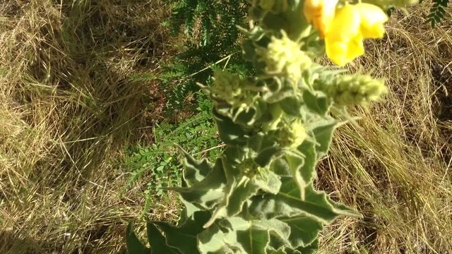 Big Green Plant With Yellow Flowers Morne Ordinary Verbascum thapsus