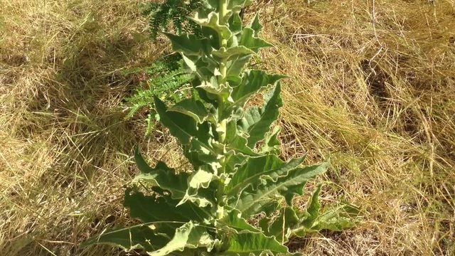 Big Green Plant With Yellow Flowers Morne Ordinary Verbascum thapsus 4