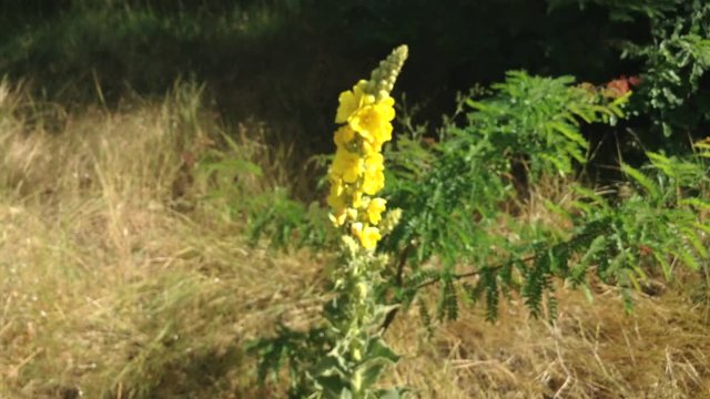 Big Green Plant With Yellow Flowers Morne Ordinary Verbascum thapsus 6
