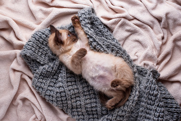 Little funny kitten on knitted plaid