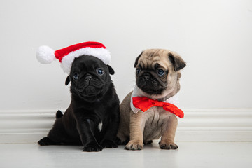 young Pug puppies in christmas outfits